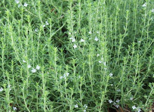 Cómo cultivar sabroso a partir de semillas.