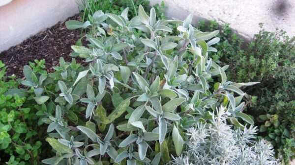 Cómo cultivar salvia