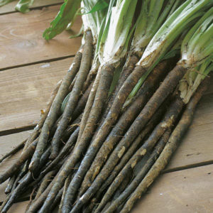 Cómo cultivar scorsonera a partir de semillas.