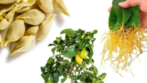 Cómo cultivar semillas de limón en una maceta