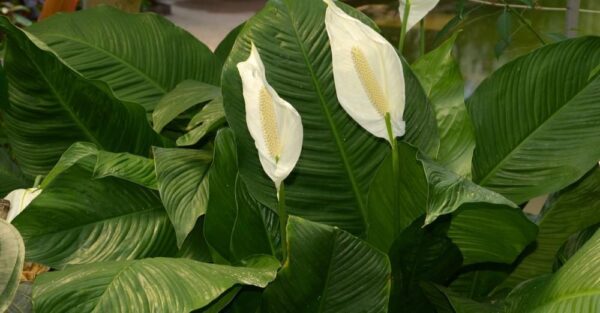Cómo cultivar spathello en casa: los trucos para hacerlo florecer y decantarlo.