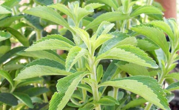 Cómo cultivar stevia en tu jardín