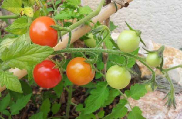 Cómo cultivar tomates cherry o tomates cóctel.