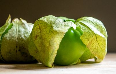 Cómo cultivar tomatillos a partir de semillas.