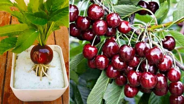 Cómo cultivar un cerezo en poco tiempo: tendrás frutas jugosas.