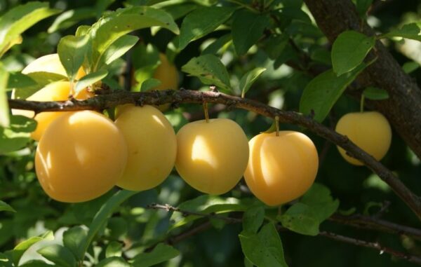 Cómo cultivar un ciruelo a partir de un grano de ciruela.