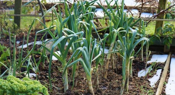 Cómo cultivar un jardín de invierno productivo