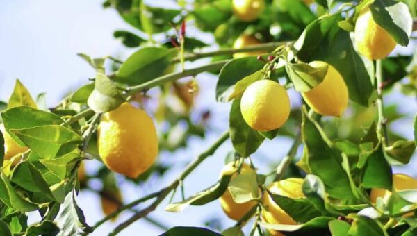 Cómo cultivar un limonero a partir de una semilla de limón