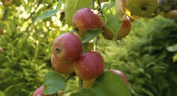 Cómo cultivar un manzano a partir de una semilla de manzana.