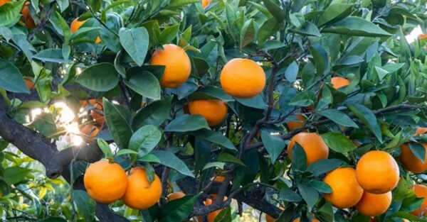 Cómo cultivar un naranjo a partir de semillas.