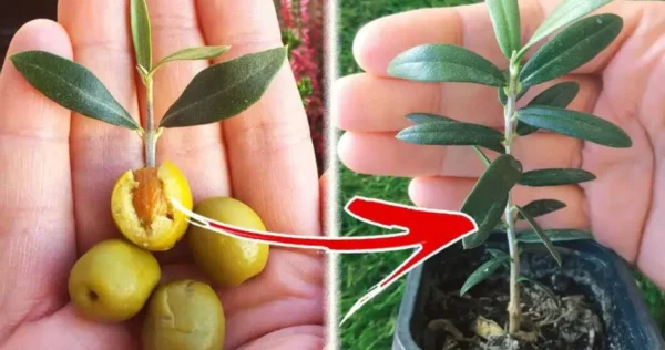 Cómo cultivar un olivo a partir de un hueso de aceituna nunca ha sido tan sencillo