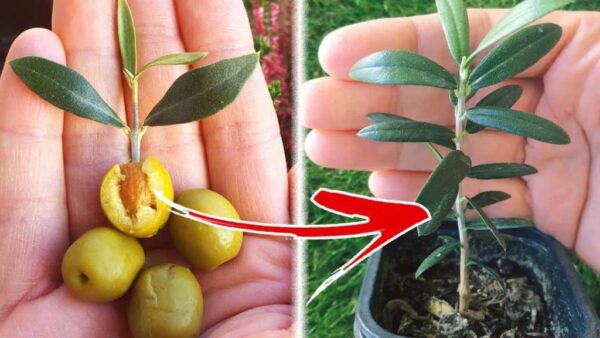 Cómo cultivar un olivo a partir de un hueso de aceituna nunca ha sido tan sencillo