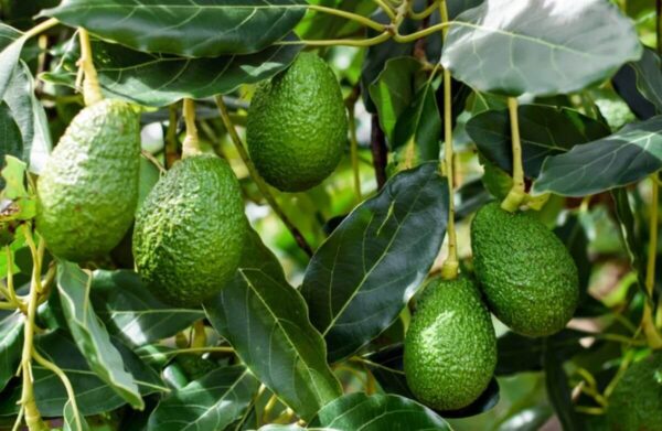 Cómo cultivar un árbol de aguacate a partir de una piedra