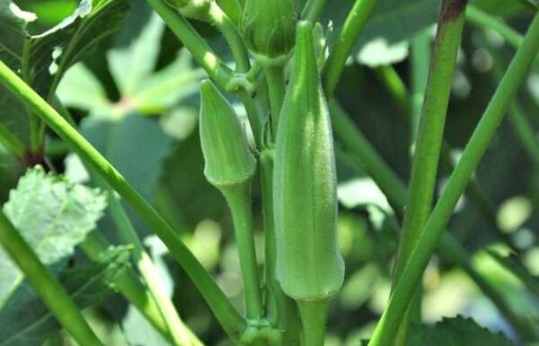 Cómo cultivar vainas de okra a partir de semillas.