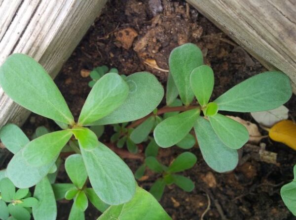 Cómo cultivar verdolaga a partir de semillas o esquejes.
