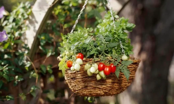 Cómo cultivar verduras y frutas en cestas colgantes