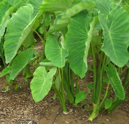 Cómo cultivar y cosechar raíces y hojas de taro.