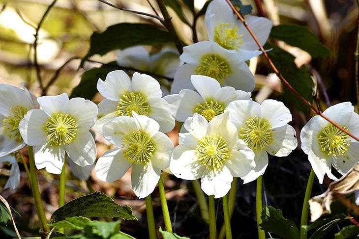 Comment cultiver et prendre soin de la rose de Noël ? 2 Rosa de Noël