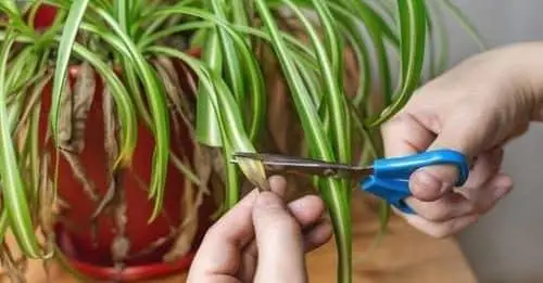 Cómo curar el Falangio, la planta “araña” que purifica el aire de la casa