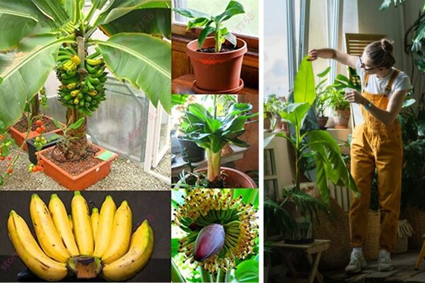 Cómo dar a luz y hacer crecer un plátano a partir del fruto, método gratuito de 0 a 3 años