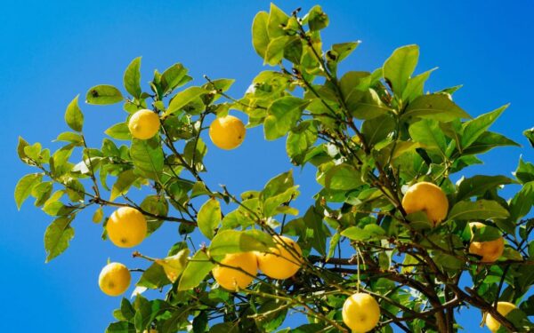 Cómo decantar correctamente la planta de limón