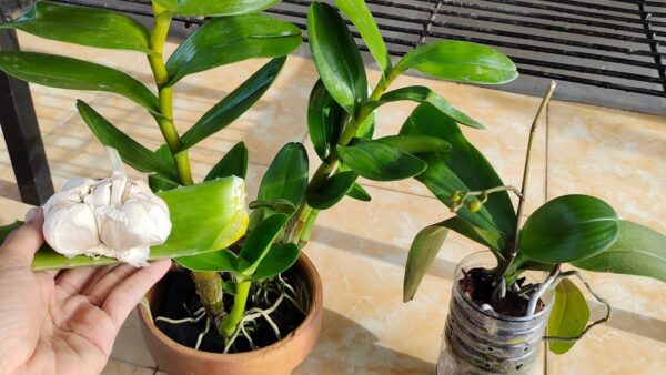 Cómo desempolvar plantas: dos métodos fáciles con ingredientes naturales