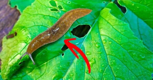 ¿Cómo deshacerse de las babosas que atacan las plantas? no volverán