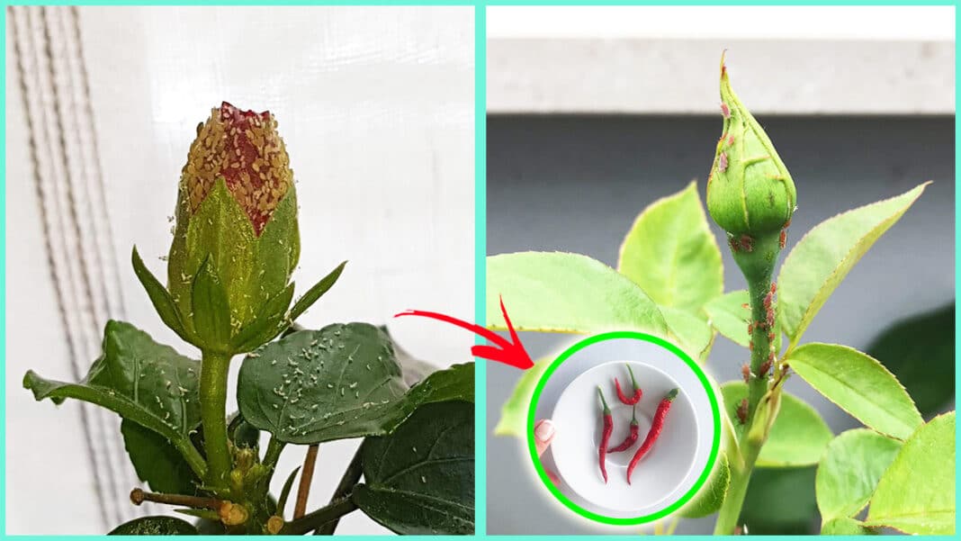 parásitos-plantas parásitos-plantas