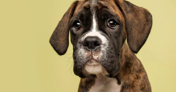 Cómo deshacerse de las pulgas y garrapatas con este remedio casero