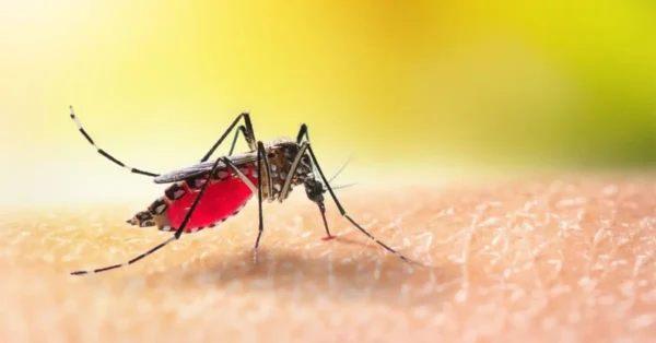 ¿Cómo deshacerse de los insectos sin envenenarse?