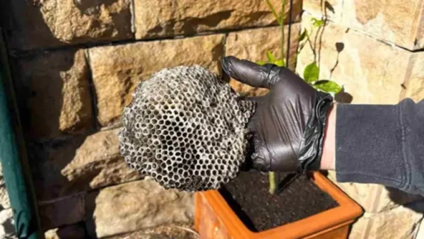 ¿Cómo deshacerse de un nido de avispas?