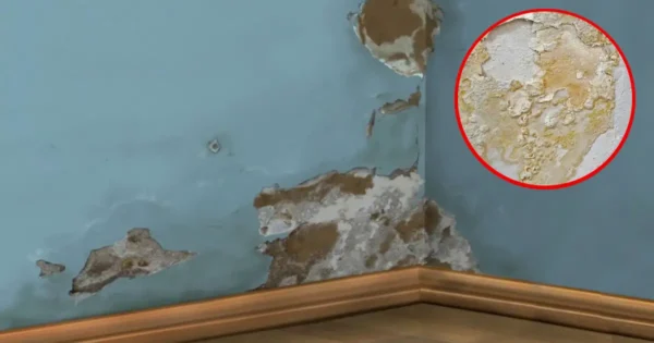 Cómo eliminar el salitre y el moho de las paredes rápidamente