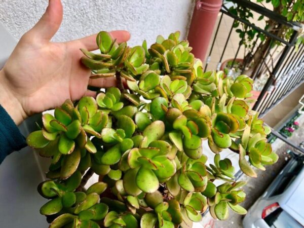 Cómo eliminar las plagas de las raíces de las plantas.