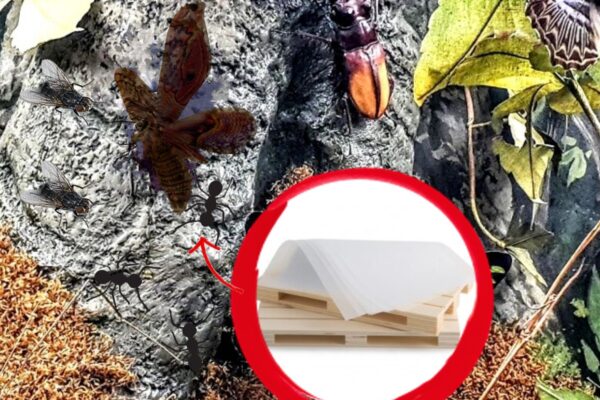 Cómo eliminar polillas, insectos y hormigas: ¡el truco sencillo y ecológico!