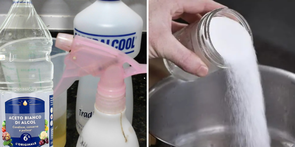 Cómo eliminar pulgas, hormigas y cucarachas de tu hogar para siempre