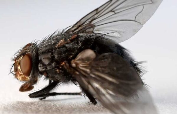 Cómo eliminar y quitar moscas en casa: los remedios más efectivos