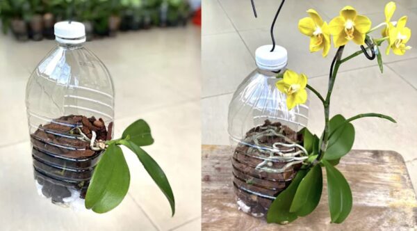 Cómo enraizar la orquídea: el método con botellas de plástico recicladas