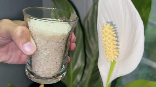 Cómo fertilizar plantas usando arroz