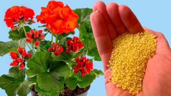 Cómo fertilizar y propagar el geranio: los trucos para hacerlo crecer exuberante