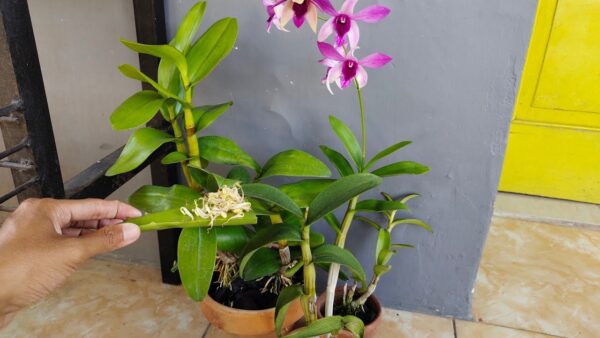Cómo fortalecer las orquídeas: el fertilizante natural y efectivo.