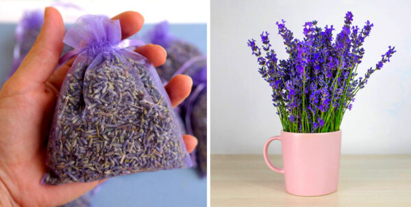 Cómo germinar LAVANDA en una taza para perfumar la casa