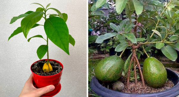 Cómo germinar aguacates y lograr que de frutos sin esperar años