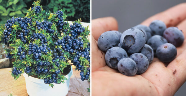 Cómo germinar arándanos en casa para lograr que de frutos