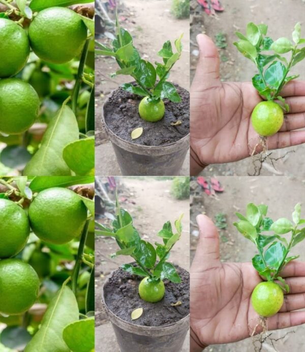 Cómo germinar semillas de limón, revelada la táctica infalible de todo viverista