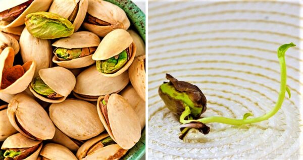 Cómo germinar un pistacho