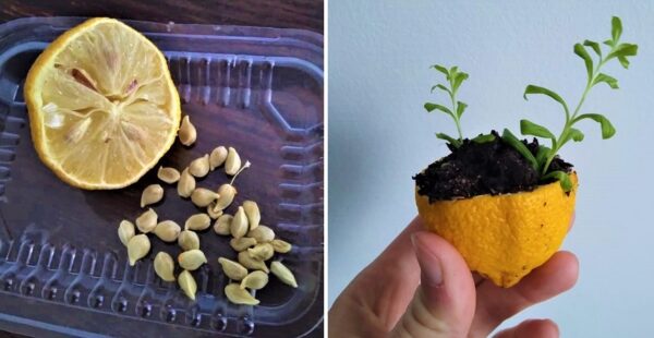 Cómo germinar una semilla de limón rápidamente