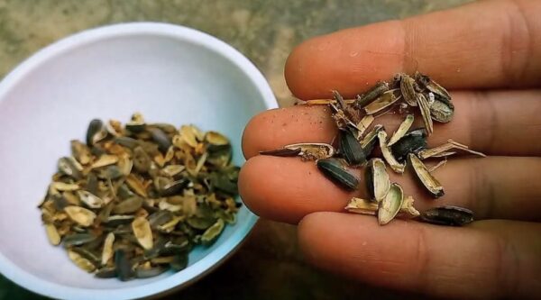 Cómo hacer compost con residuos de semillas y frutos secos