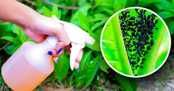 Cómo hacer el insecticida casero más potente con ajo para eliminar los pulgones que destruyen tus plantas