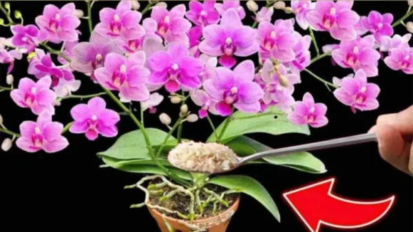 Cómo hacer florecer 100 orquídeas a la vez: nunca había visto algo así