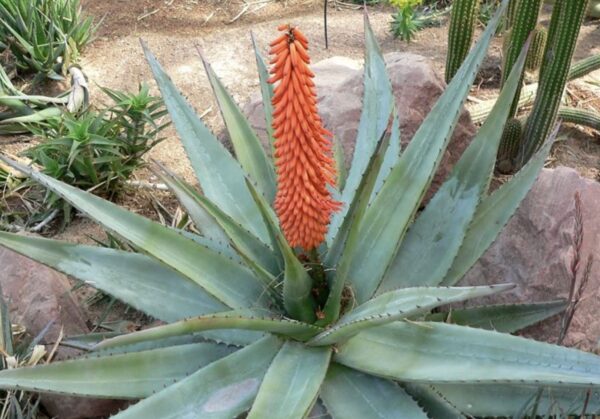 Cómo hacer florecer el aloe vera: consejos a seguir